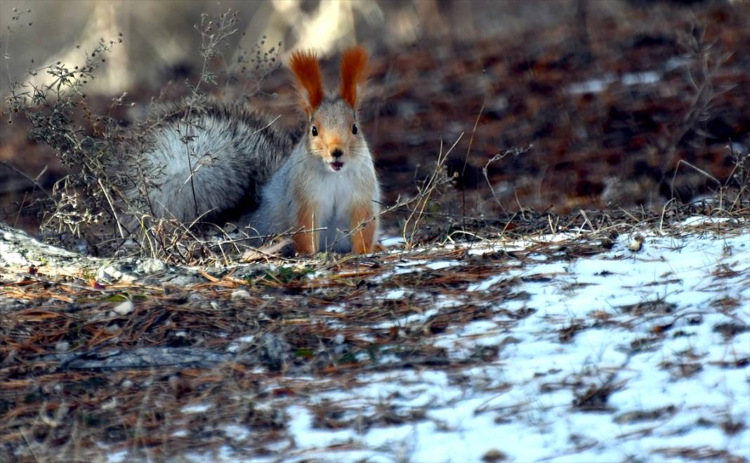 Doğanın renkli misafirleri! Kars'ta kızıl sincaplar yaşam alanlarında görüntülendi 1